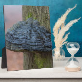 Paddenstoel op een boomstam in het bos fotoplaat (Zijkant)