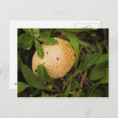 Paddenstoel op een bosvloer briefkaart (Voorkant / Achterkant)