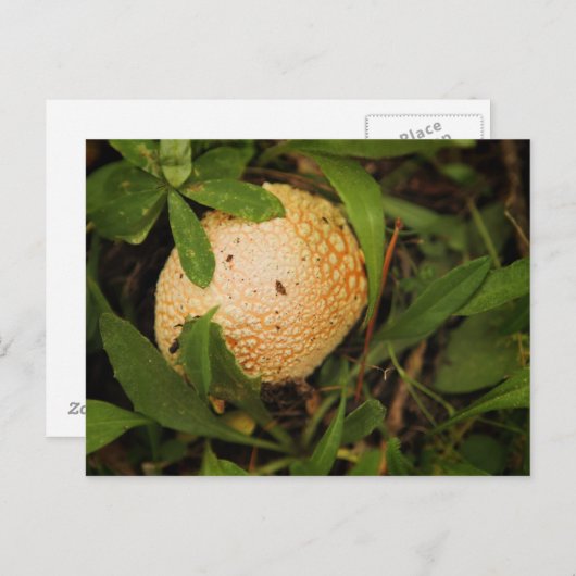 Paddenstoel op een bosvloer briefkaart (Voorkant / Achterkant)