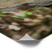 Paddenstoel op Natuur dumpen Poster (Hoek)