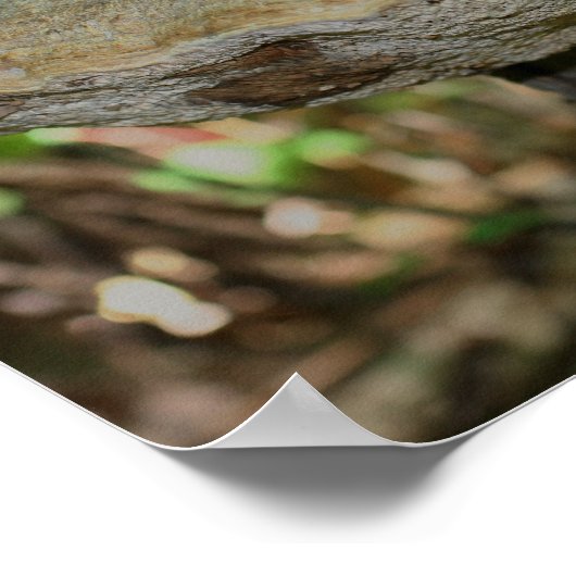 Paddenstoel op Natuur dumpen Poster (Hoek)