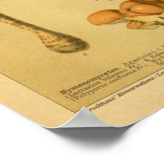  paddenstoel Pilse Variéteit Toadstools Print (Hoek)