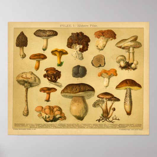  paddenstoel Pilse Variéteit Toadstools Print (Voorkant)