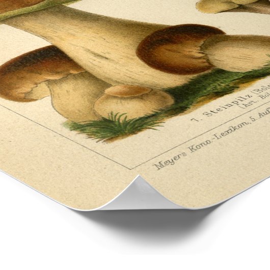  paddenstoel Pilze Variëteit Geel Bruin Afdruk Poster (Hoek)