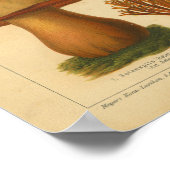 paddenstoel proefvariëteit Rode groene afdrukken Poster (Hoek)