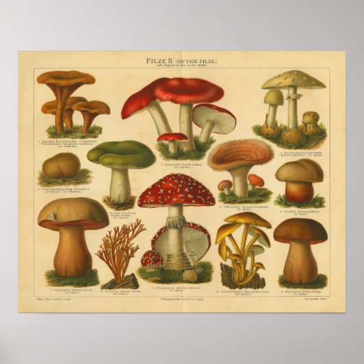 paddenstoel proefvariëteit Rode groene afdrukken Poster (Voorkant)