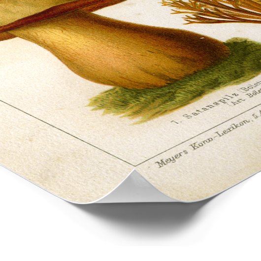  paddenstoel proefvariëteit Rode groene afdrukken Poster (Hoek)