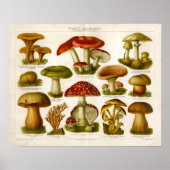  paddenstoel proefvariëteit Rode groene afdrukken Poster (Voorkant)