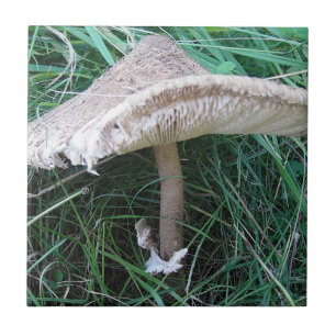  paddenstoel tegeltje