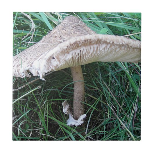  paddenstoel tegeltje (Voorkant)
