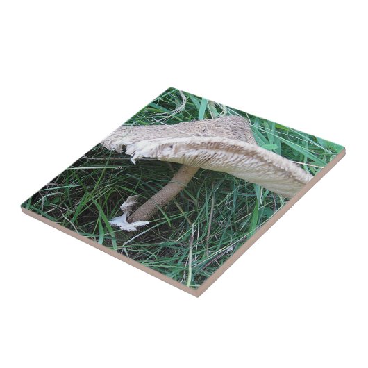  paddenstoel tegeltje (Zijkant)