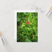 paddenstoel wenskaart kaart (Voorkant / Achterkant in situ)