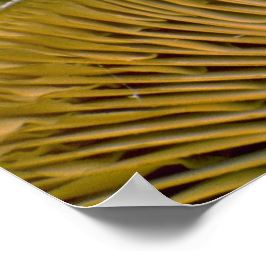 Paddenstoelcluster op een dode boom poster (Hoek)