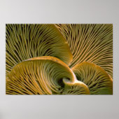 Paddenstoelcluster op een dode boom poster (Voorkant)