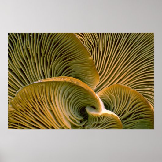 Paddenstoelcluster op een dode boom poster (Voorkant)