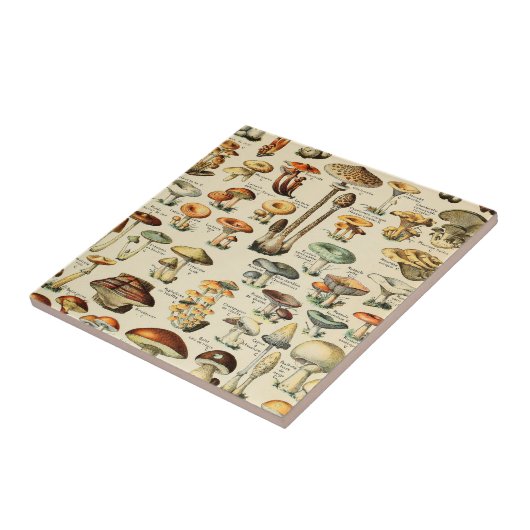 PaddenstoelCollectie Tegeltje (Zijkant)