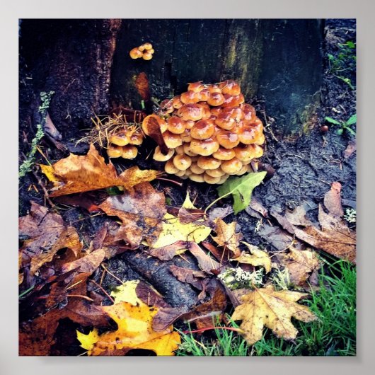 Paddenstoeldorp Poster (Voorkant)