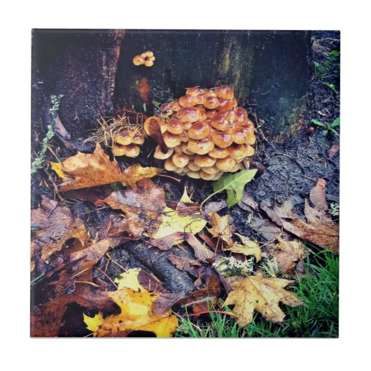 Paddenstoeldorp Tegeltje (Voorkant)