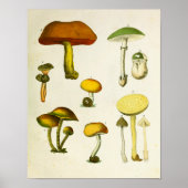  paddenstoelen 1839 Art Afdrukgeel Groen Poster (Voorkant)