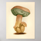 paddenstoelen 1861 Art Afdrukken Groen Pet Poster (Voorkant)