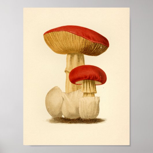  paddenstoelen 1861 Art Afdrukken Rood Pet Poster (Voorkant)