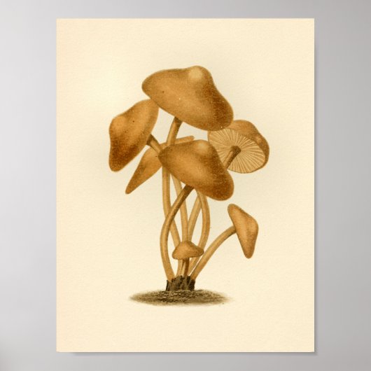  paddenstoelen 1861 Art Print Brown (Voorkant)