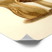  paddenstoelen 1861 Art Print Morel Fungus (Hoek)