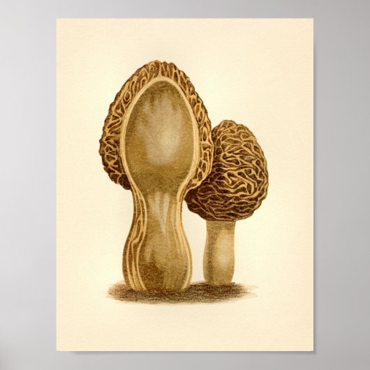  paddenstoelen 1861 Art Print Morel Fungus (Voorkant)