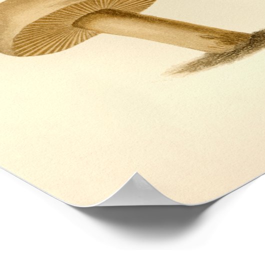  paddenstoelen 1861 Art Print White Pet (Hoek)