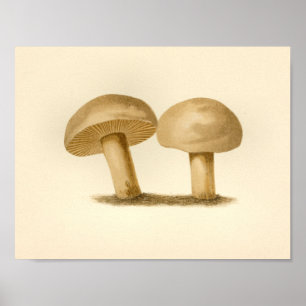  paddenstoelen 1861 Art Print White Pet