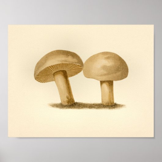  paddenstoelen 1861 Art Print White Pet (Voorkant)