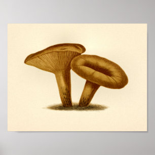  paddenstoelen 1861 Kunst Afdrukgeel Pet Poster
