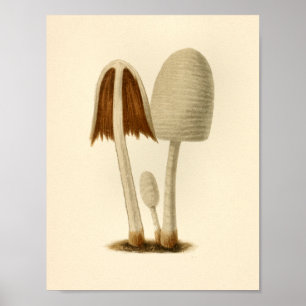  paddenstoelen 1861 Kunst print wit bruin
