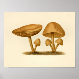  paddenstoelen 1861 Kunstgeel afdrukken Poster
