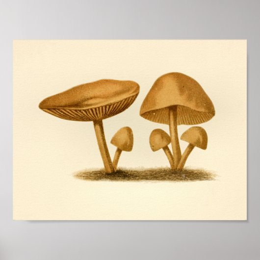  paddenstoelen 1861 Kunstgeel afdrukken Poster (Voorkant)
