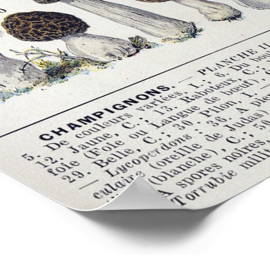 Paddenstoelen 2 poster (Hoek)