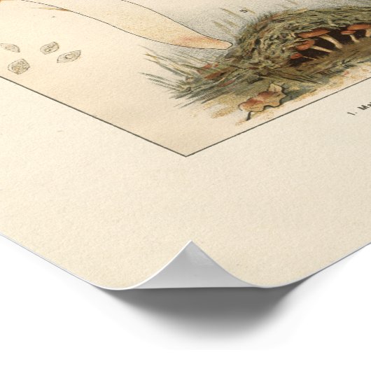  paddenstoelen afdrukken poster (Hoek)