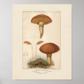  paddenstoelen afdrukken poster (Voorkant)
