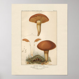 paddenstoelen afdrukken poster
