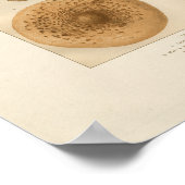 paddenstoelen afdrukken poster (Hoek)