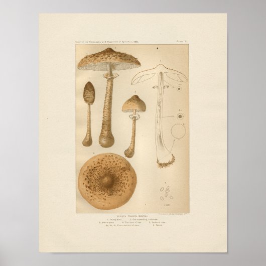 paddenstoelen afdrukken poster (Voorkant)