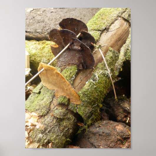 PADDENSTOELEN BIG ISLAND HAWAII POSTER (Voorkant)