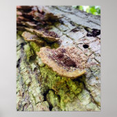 Paddenstoelen bij de gestorven bomen poster (Voorkant)