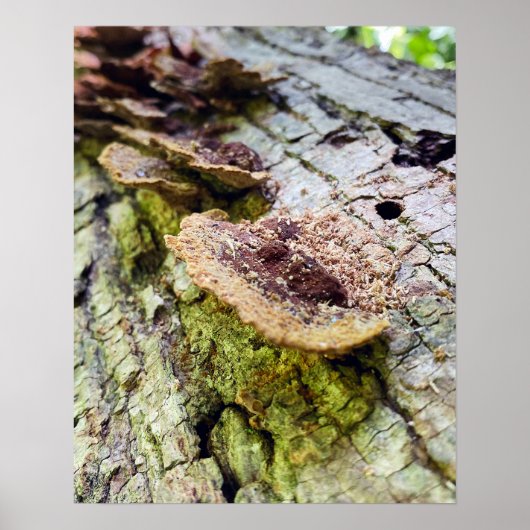 Paddenstoelen bij de gestorven bomen poster (Voorkant)