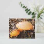 paddenstoelen briefkaart (Staand voorkant)