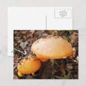 paddenstoelen briefkaart (Voorkant / Achterkant)
