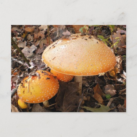 paddenstoelen briefkaart (Voorkant)