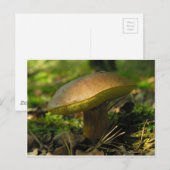 paddenstoelen briefkaart (Voorkant / Achterkant)