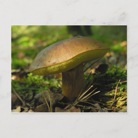 paddenstoelen briefkaart (Voorkant)