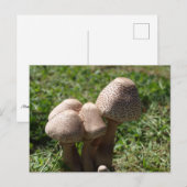 paddenstoelen briefkaart (Voorkant / Achterkant)
